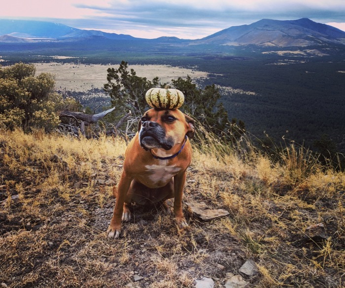 Four days in Flagstaff, AZ (visit #2)