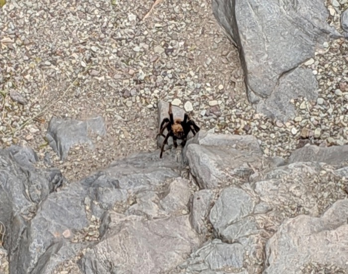 Tarantulas!