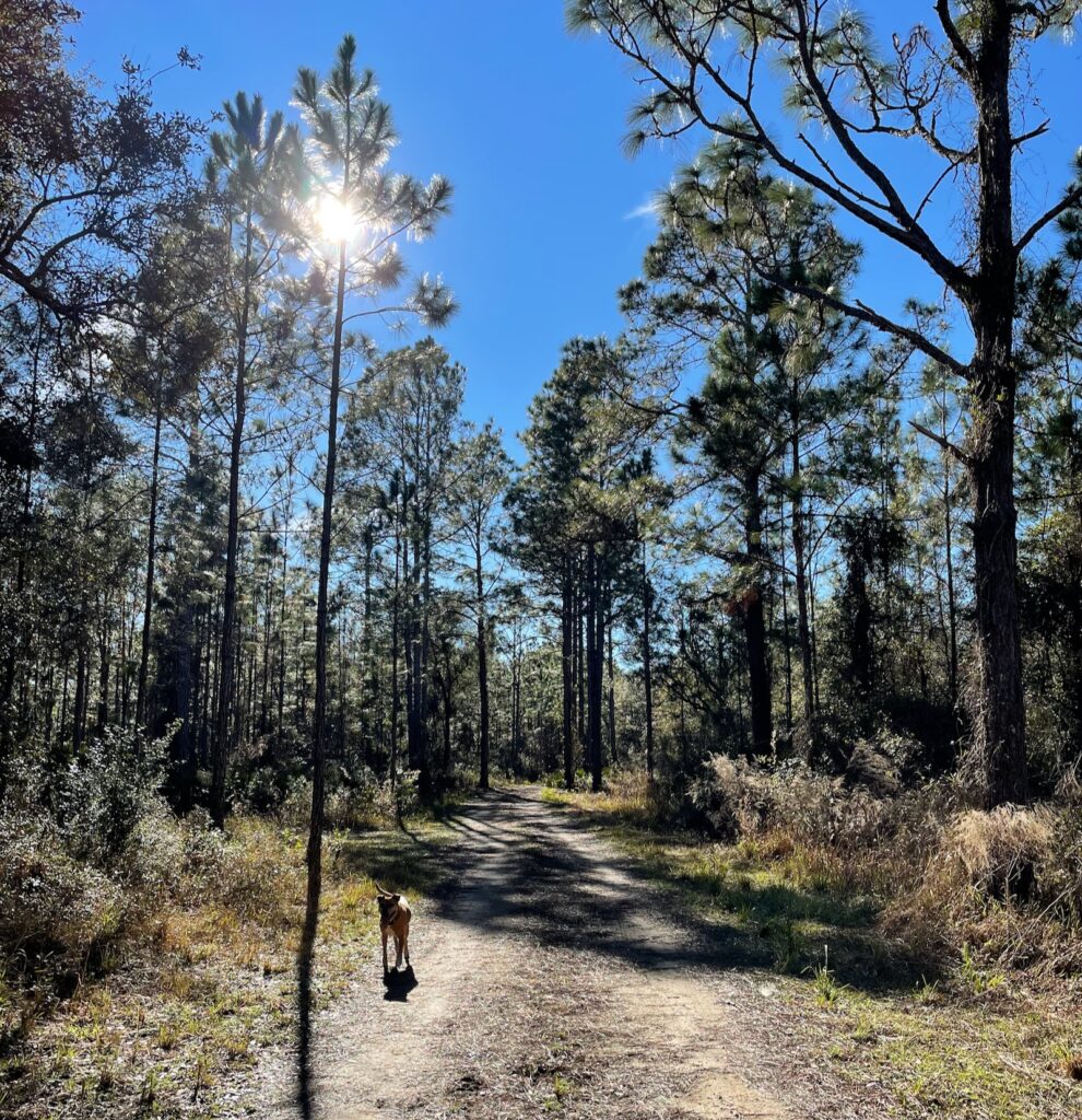Three nights in Bronson, FL (visit #2)–Florida in January trip